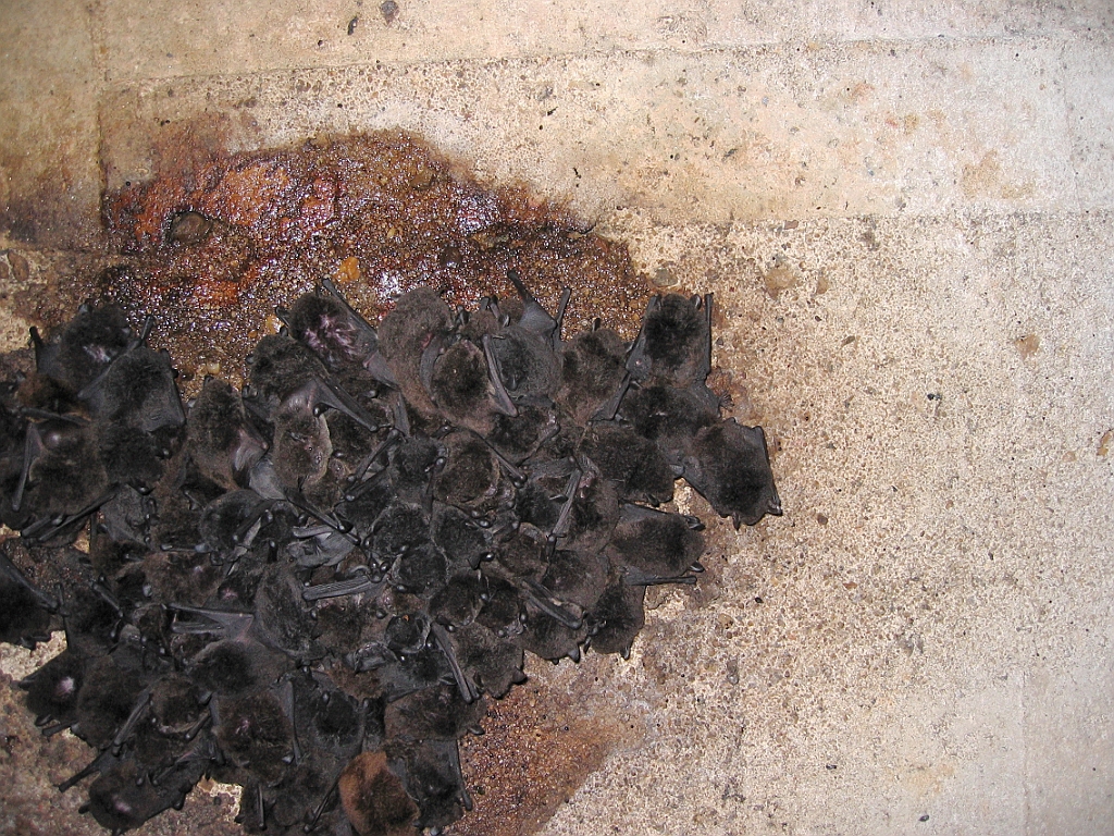 223 Paronella Park.jpg